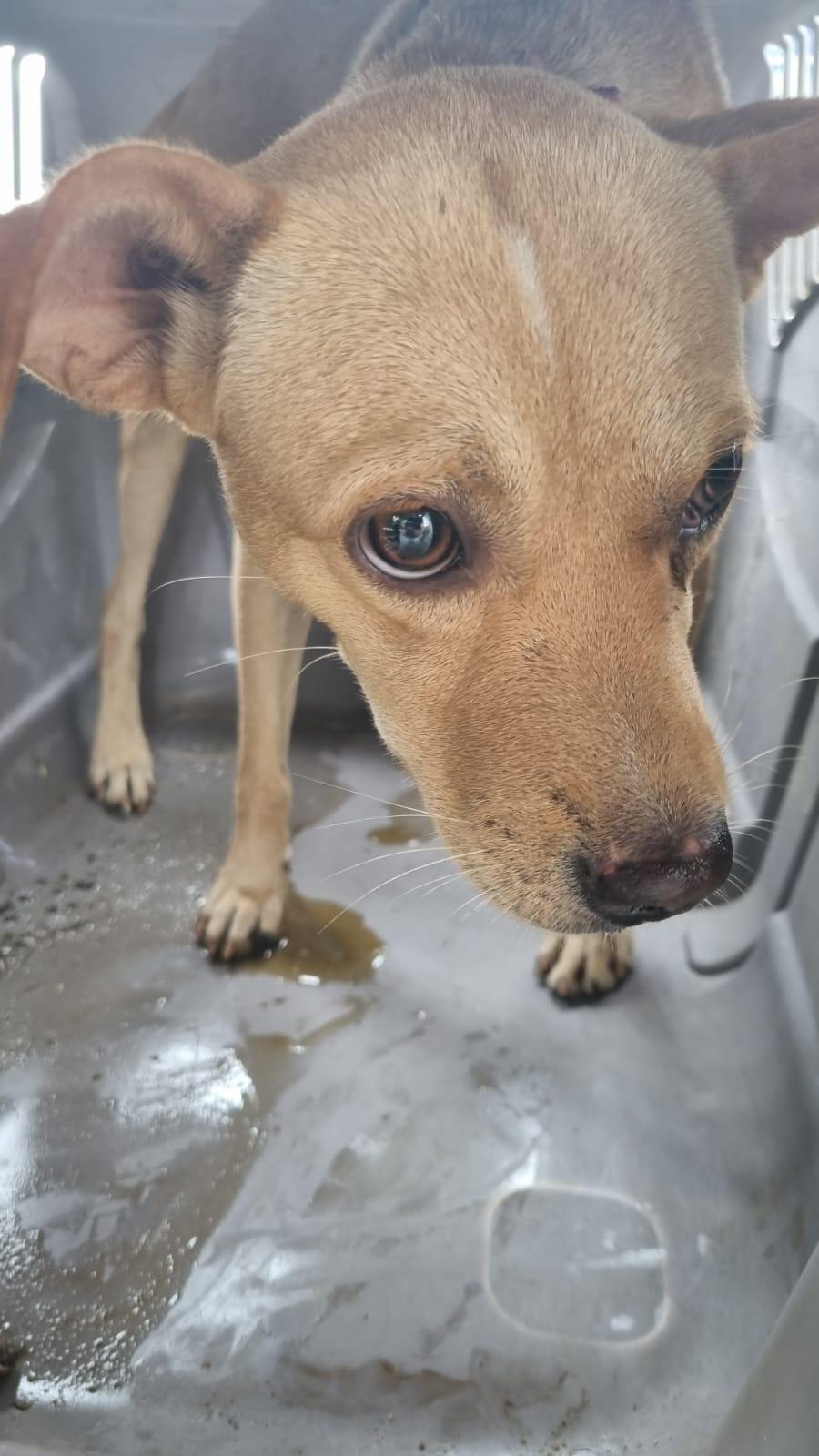 Polícia Civil prende suspeito por maus-tratos a animais em Nossa Senhora do Socorro