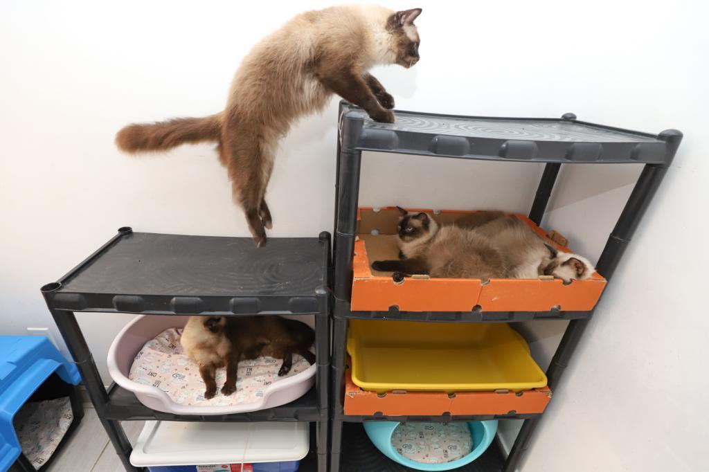 Programa Aju Animal auxilia tutores no cuidado de cães e gato