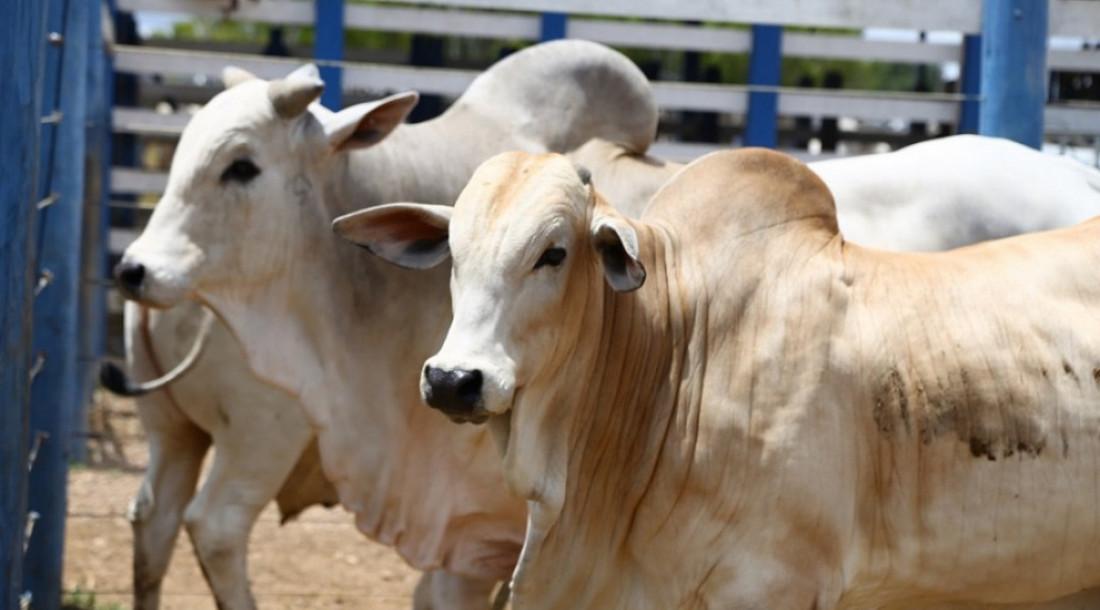 Campanha de vacinação contra a febre aftosa em Sergipe supera expectativas e reforça compromisso com a saúde animal