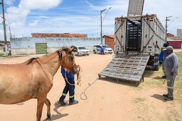 De janeiro a novembro, Prefeitura apreendeu 800 animais soltos nas ruas de Aracaju