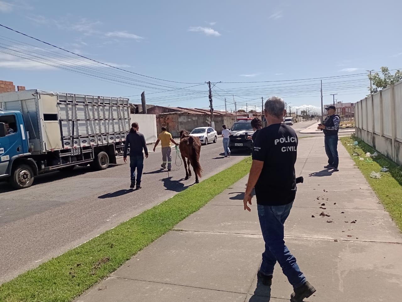 Depama resgata mais de cem animais em ações de enfrentamento a maus-tratos em Sergipe