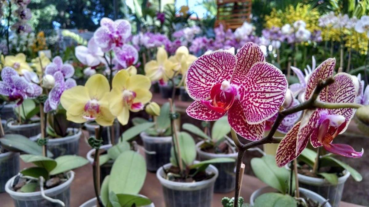 Orquidário de Sergipe inaugura loja pop up no Shopping Jardins