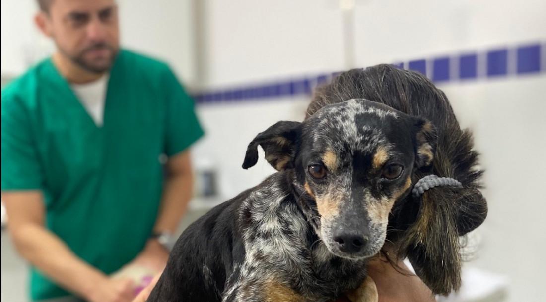 Governo de Sergipe regulamenta Código de Proteção aos Animais