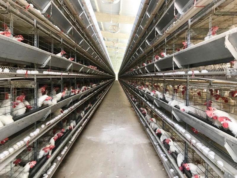Produção de ovos em Sergipe é a que mais cresce no Nordeste