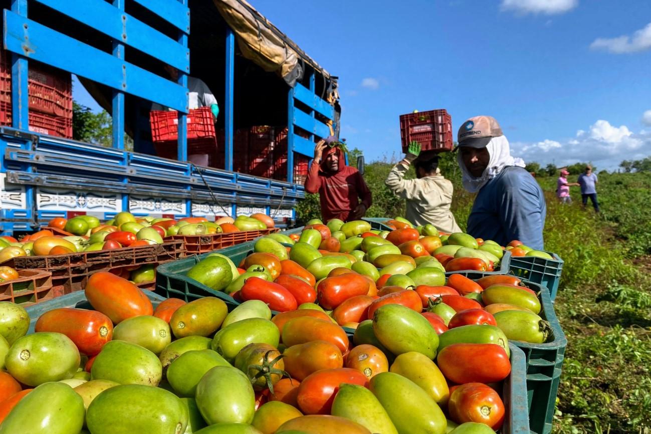 Produção de tomate irrigado aumentou 160% em perímetros de Sergipe