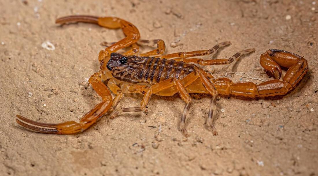 Sergipe registrou mais de 3.800 acidentes por animais peçonhentos em 2023