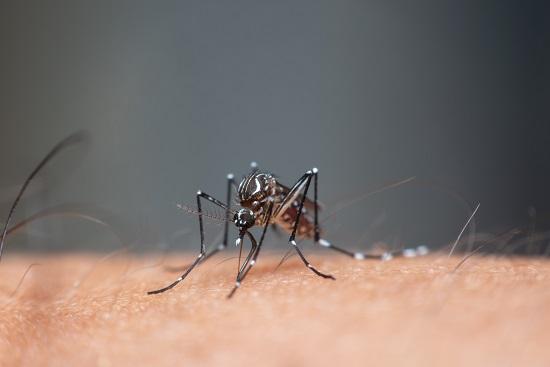 Ivermectina, limão e caldo de cana não são eficazes contra a dengue