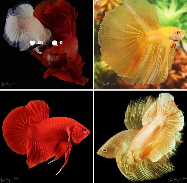 José Marques assina exposição 'Flash Betta' no RioMar Aracaju
