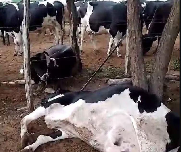 Raio cai e mata seis vacas em Nossa Senhora da Glória; prejuízo é de quase R$ 50 mil