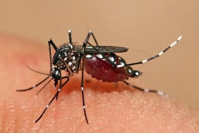 Combate à dengue: cuidar da saúde, evitar automedicação são condutas fundamentais