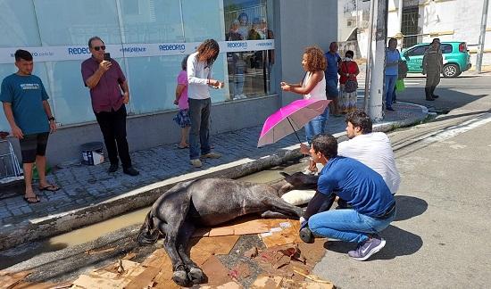 Cavalo é resgatado após passar mal e ser abandonado em Aracaju; Depama vai investigar o caso
