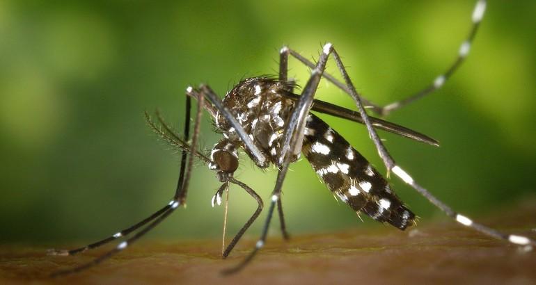 Oito municípios do estado de Sergipe terão vacina contra a dengue