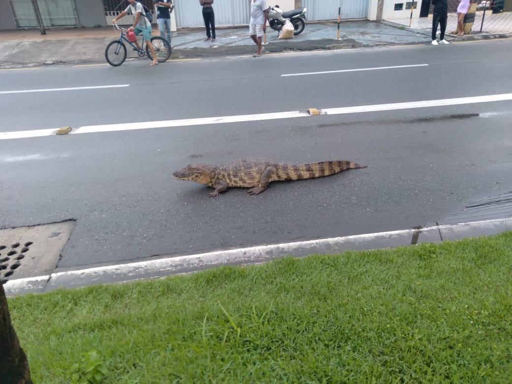 Jacaré é encontrado na avenida José Carlos Silva em Aracaju