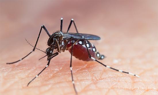 Mulher de 47 anos morre com suspeita de dengue hemorrágica no município de São Cristóvão