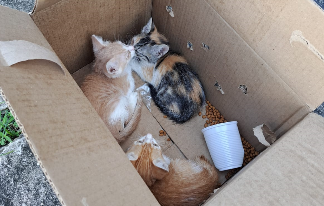 Mulher é presa por jogar gatos que estavam em uma sacola preta em uma lixeira, no centro de Aracaju