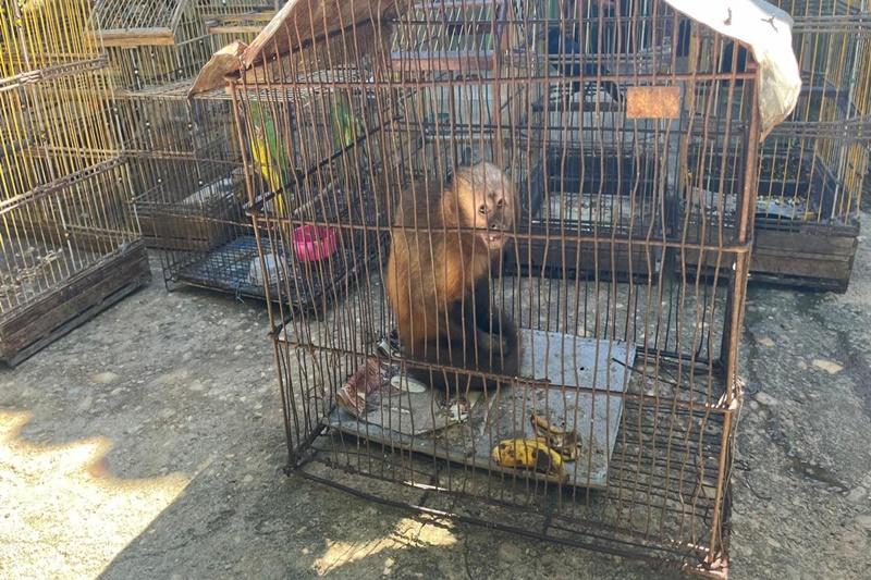 PM regata um macaco-prego, 11 jabutis e 11 aves silvestres em cativeiros no município de Pacatuba