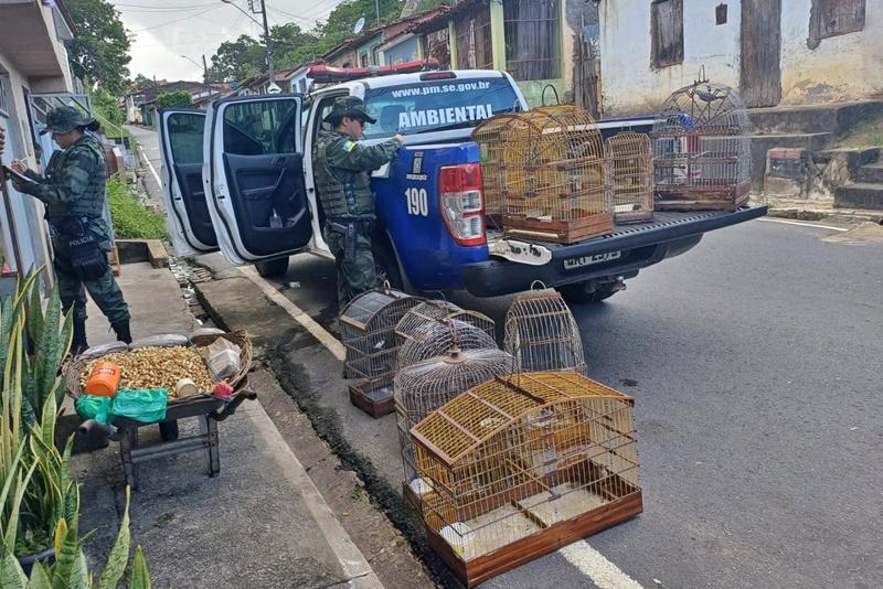 Policia Militar resgata onze aves silvestres mantidas em gaiolas de residência em Japaratuba