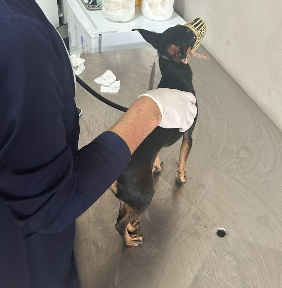 Depama resgata cachorro trancado em apartamento onde reside mulher monitorada por tornozeleira eletrônica