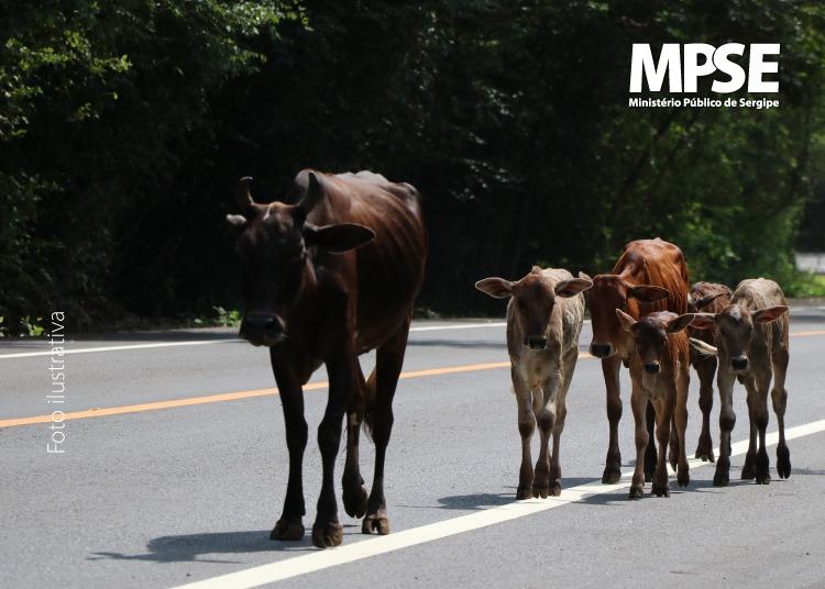 MPSE pede providências a órgãos ambientais e de fiscalização sobre animais soltos na Avenida Inácio Barbosa