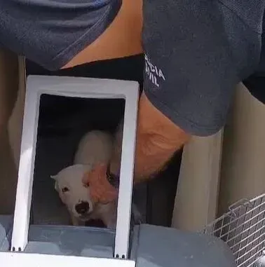 PC resgata cachorro trancado em casa de condomínio na Zona Norte de Aracaju