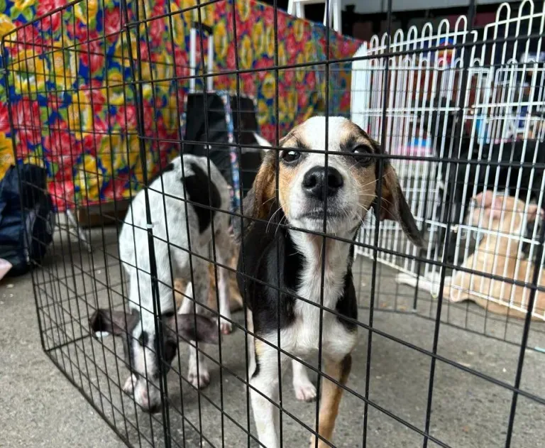 Prefeitura promove 4ª edição da Campanha de Adoção do Aju Animal