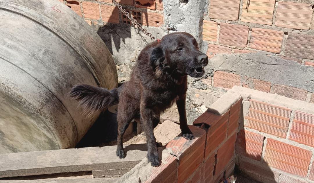 Depama resgata três cachorros em situação de maus-tratos no bairro Santa Maria, em Aracaju