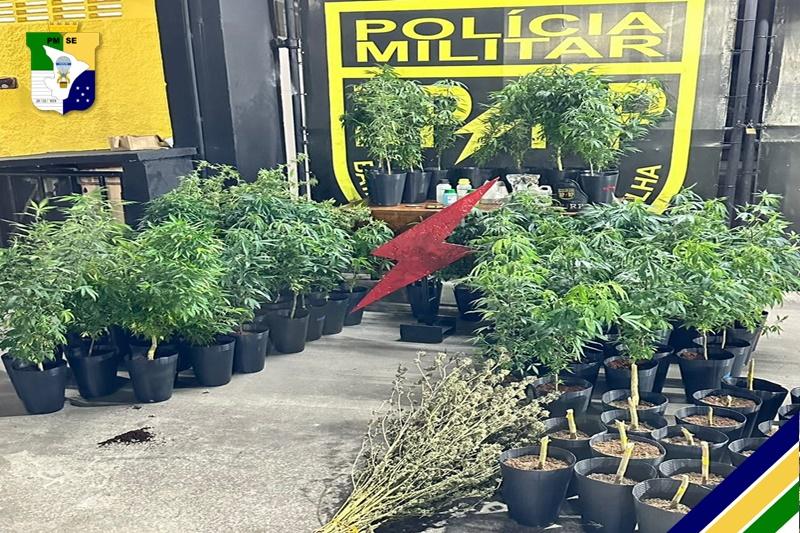 Mais de 100 pés de maconha são flagrados sendo cultivados em casa no Bairro Santa Maria