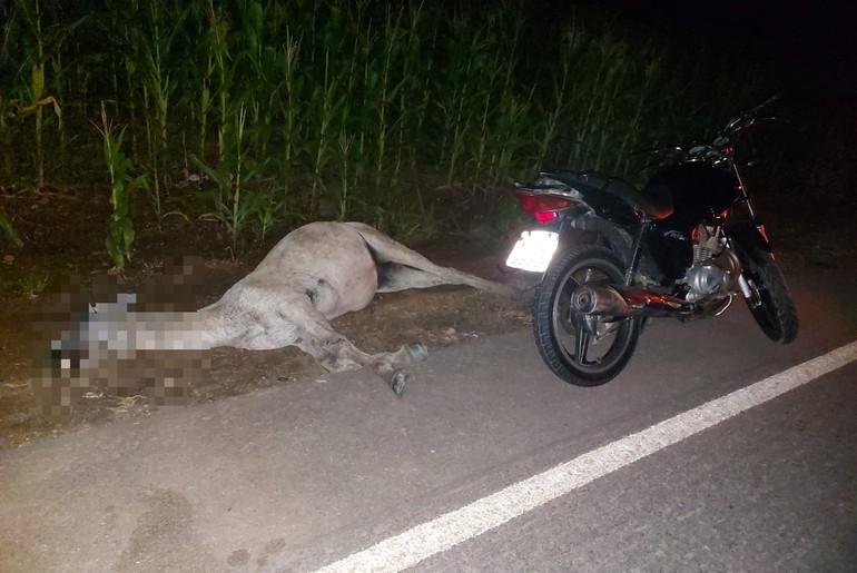 Motociclista tenta desviar de animal morto na pista, cai e fica ferido na Rodovia SE-230, em Dores