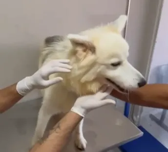 Polícia Civil resgata cachorro em situação de maus-tratos no bairro Farolândia