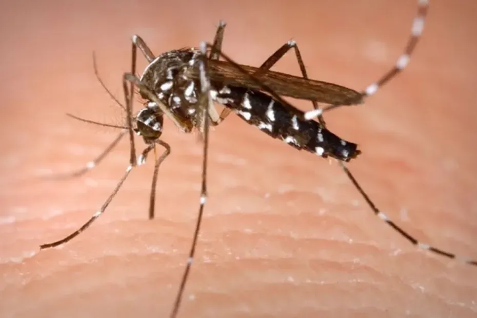 LIRAa: Aracaju tem índice médio de infestação pelo Aedes aegypti