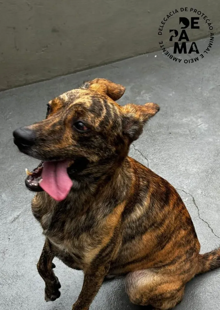 Polícia Civil faz resgate de cão abandonado após dono ser preso por estupro