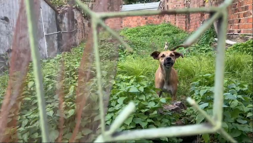 Polícia Civil resgata três animais em situação de maus-tratos em Itaporanga D'Ajuda