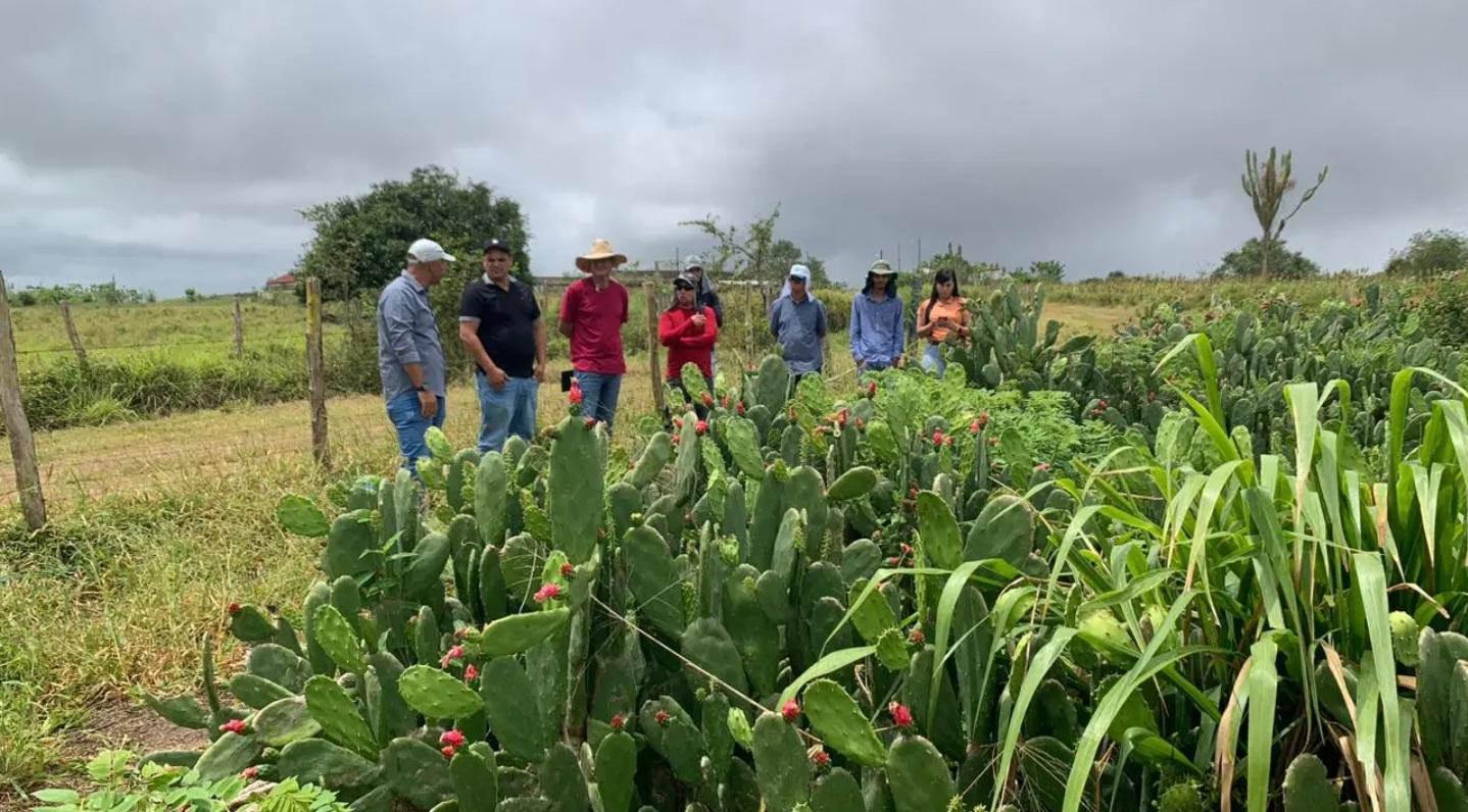 Dia de Campo do projeto Forrageiras para o Semiárido será realizado em Glória
