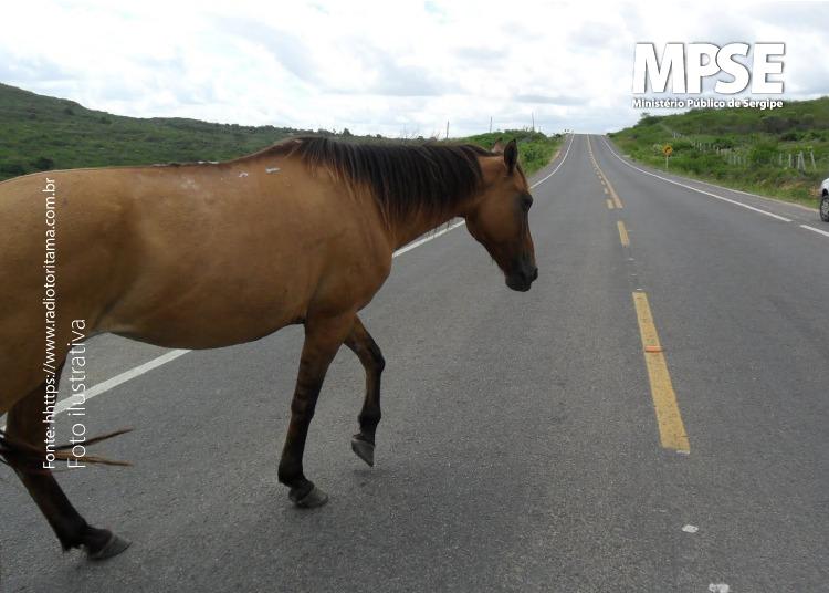 MPSE ajuíza Ação Civil para que o Estado de Sergipe e o DER apreendam animais soltos na Rodovia SE-100