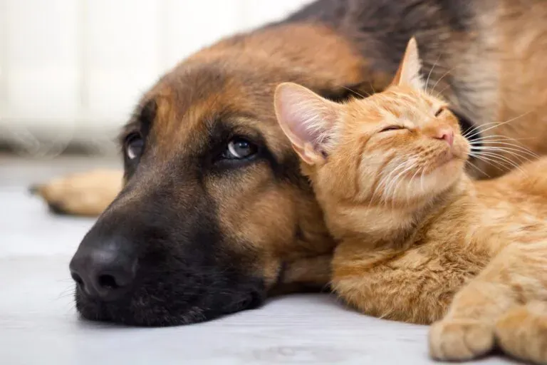 Santa Rosa de Lima realiza campanha de vacinação antirrábica para cães e gatos