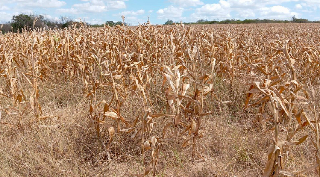 Seguro compensará perda comprovada de safra de produtores sergipano