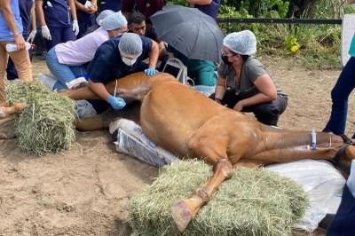 Hospital Veterinário Universitário de Sergipe funcionando de forma precária
