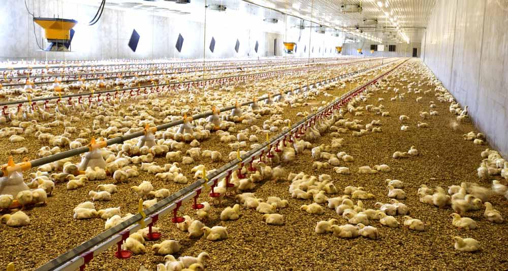 Gripe aviária confirmada no Brasil! Goiás decreta emergência para salvar a avicultura e a economia