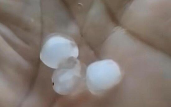 Chuva de granizo e ventos fortes causam transtornos na zona rural de Simão Dias
