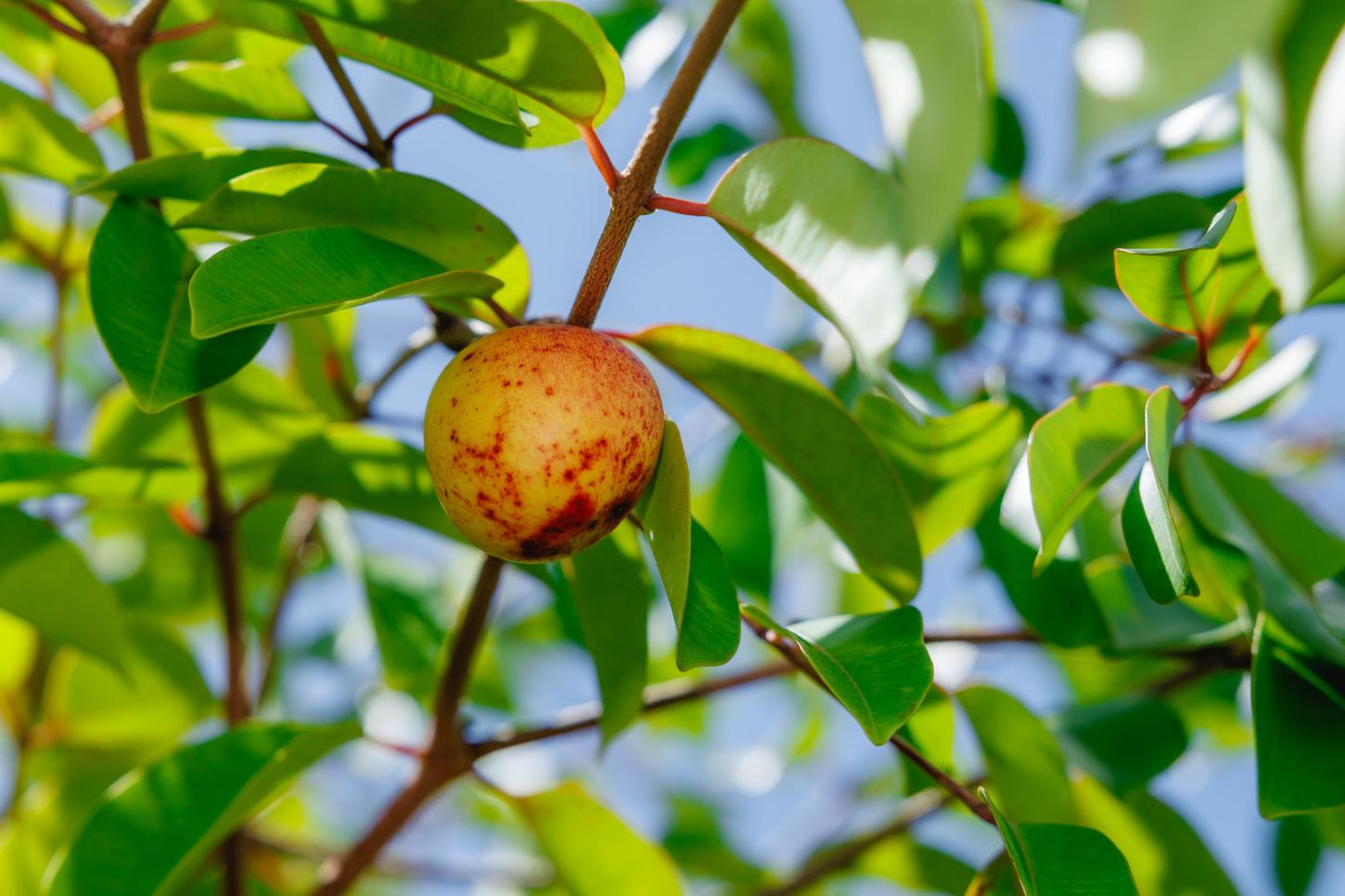 A mangaba é fundamental para Sergipe por ser o maior produtor nacional, movimentando a economia local através do extrativismo sustentável
