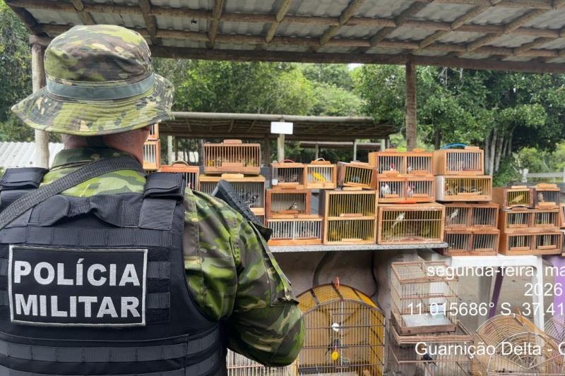 Mais de 150 aves silvestres são apreendidas em Lagarto
