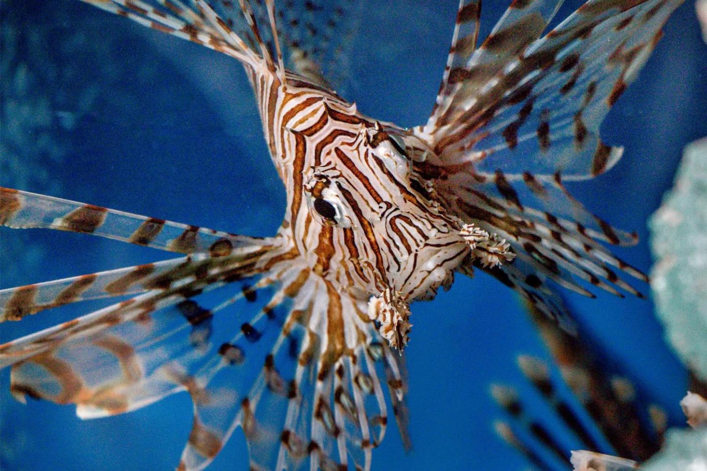 Avanço do peixe-leão em Sergipe acende alerta entre pesquisadores e pescadores