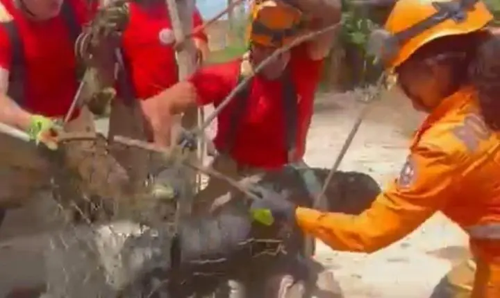 Cachorro cai em cisterna e resgatado por bombeiros